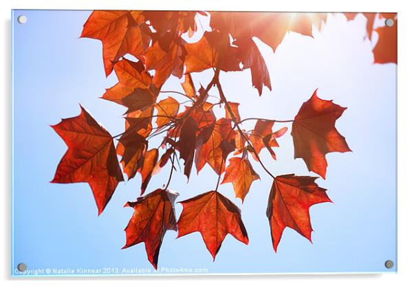 Sunlight on Red Leaves Acrylic by Natalie Kinnear