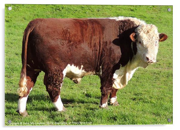 Pedigree Hereford Bull Acrylic by John McCoubrey