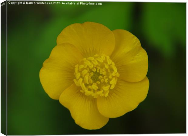 Build Me Up, Buttercup Canvas Print by Darren Whitehead