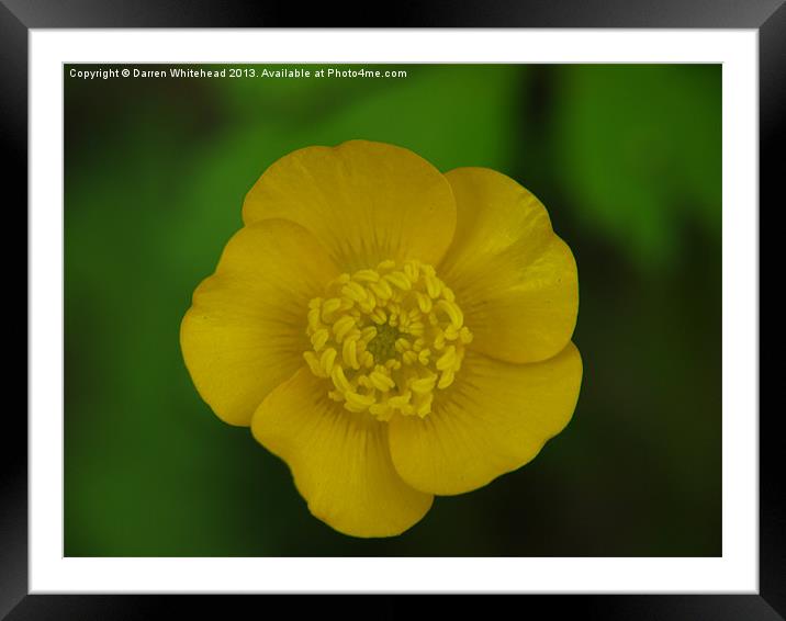 Build Me Up, Buttercup Framed Mounted Print by Darren Whitehead