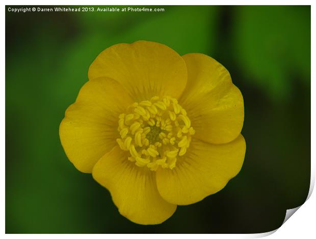 Build Me Up, Buttercup Print by Darren Whitehead