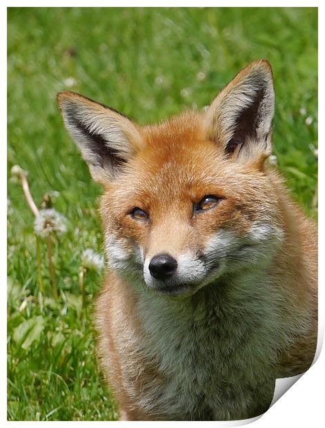 Red fox Print by sharon bennett