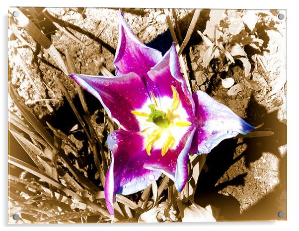 1526-beauty tulip Acrylic by elvira ladocki