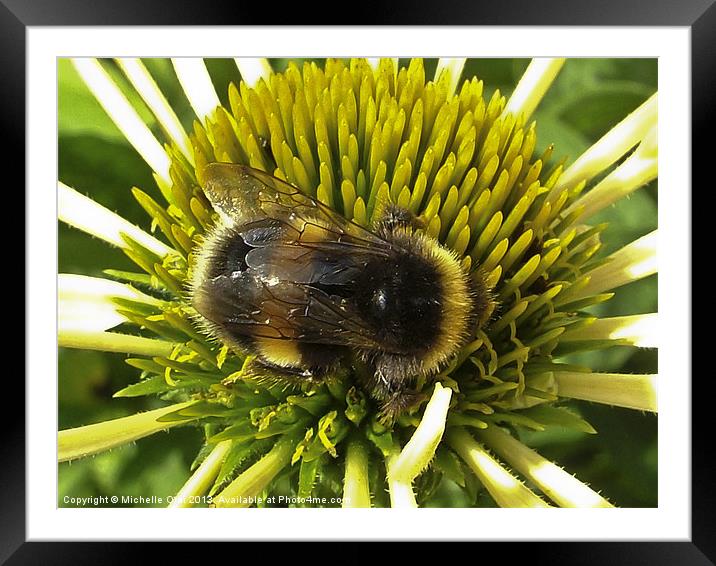 Busy Little Bee Framed Mounted Print by Michelle Orai