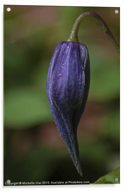 Clematis Bud Acrylic by Michelle Orai