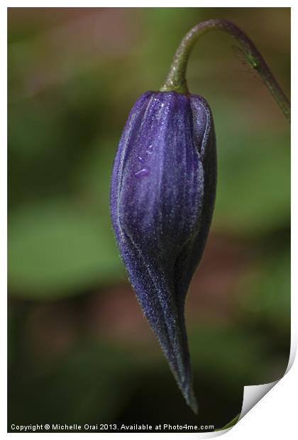 Clematis Bud Print by Michelle Orai
