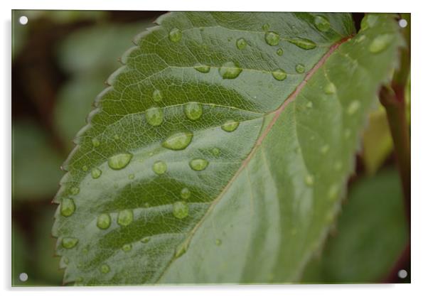 Raindrops Acrylic by Laura Howard