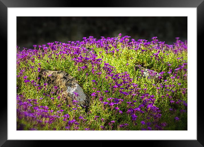 Purple Rock Gardens Framed Mounted Print by Ian Johnston  LRPS