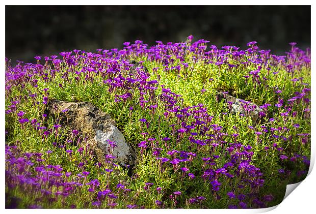 Purple Rock Gardens Print by Ian Johnston  LRPS