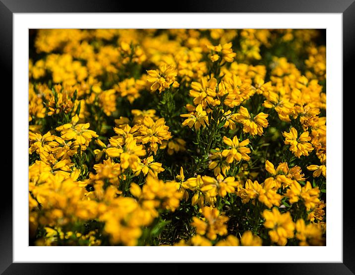 Green & Yellow Duo Framed Mounted Print by Ian Johnston  LRPS