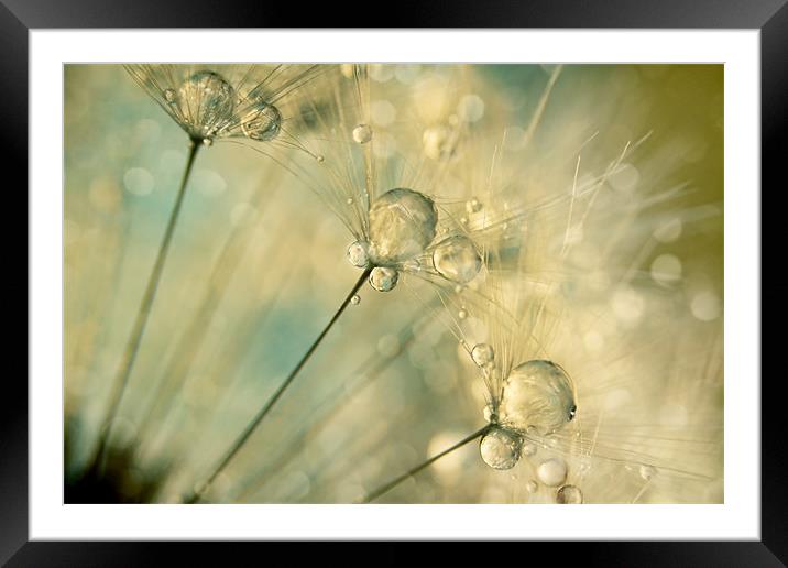 Dandy Drops & Sparkles Framed Mounted Print by Sharon Johnstone