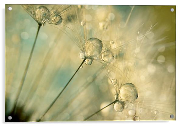 Dandy Drops & Sparkles Acrylic by Sharon Johnstone