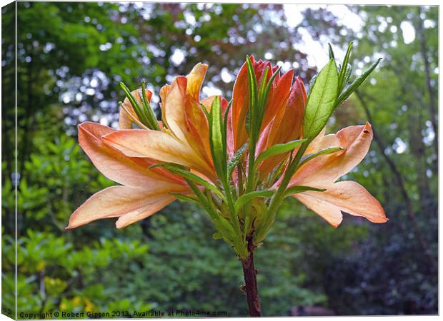 Rhododendron in Orange Canvas Print by Robert Gipson