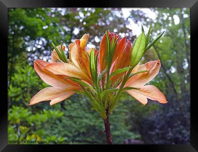 Rhododendron in Orange Framed Print by Robert Gipson