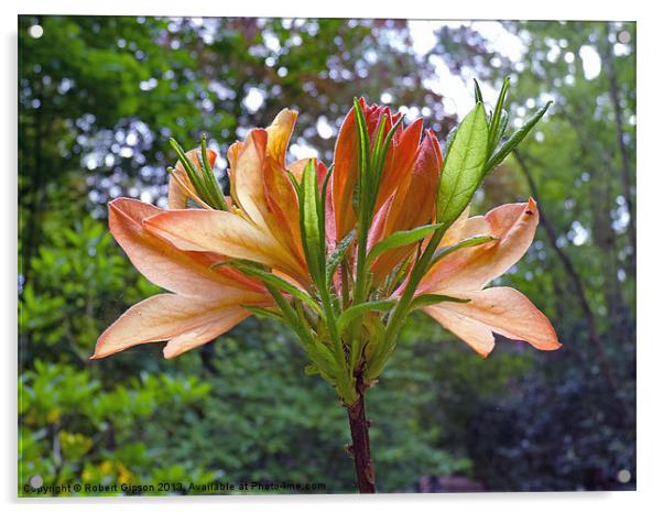 Rhododendron in Orange Acrylic by Robert Gipson