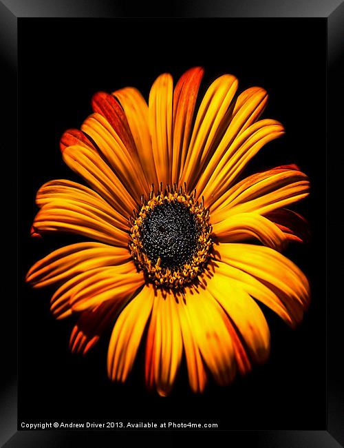 Gerbera Framed Print by Andrew Driver