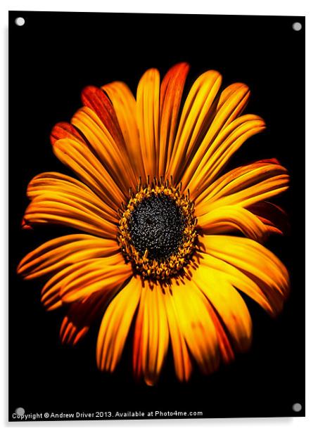 Gerbera Acrylic by Andrew Driver