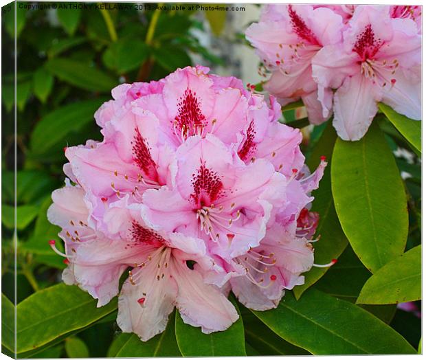 RHODODENDRONS Canvas Print by Anthony Kellaway