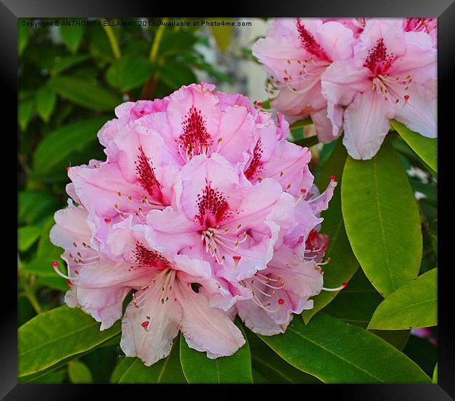 RHODODENDRONS Framed Print by Anthony Kellaway