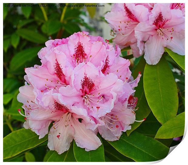 RHODODENDRONS Print by Anthony Kellaway