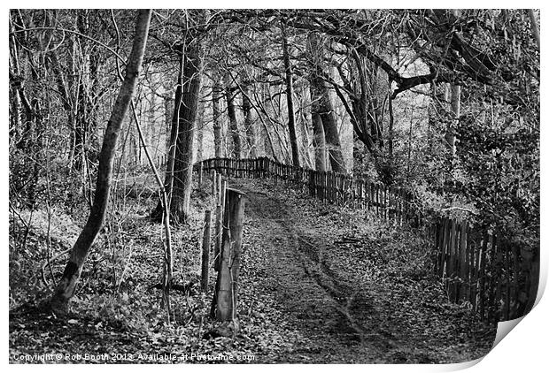 Into The Dark Woods Print by Rob Booth