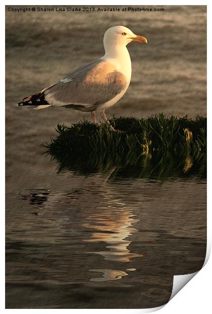 Golden Gull Print by Sharon Lisa Clarke