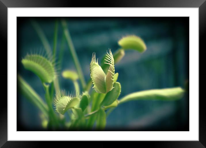 Venus flytrap Framed Mounted Print by Maria Tzamtzi Photography