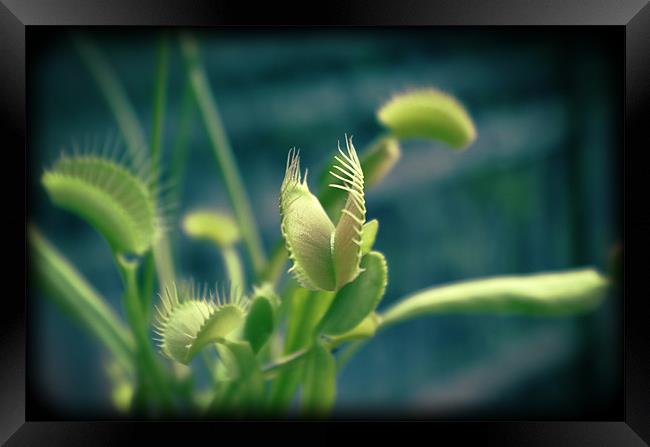 Venus flytrap Framed Print by Maria Tzamtzi Photography