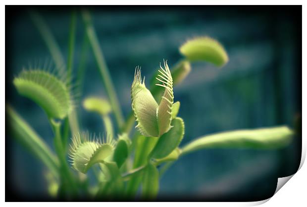 Venus flytrap Print by Maria Tzamtzi Photography