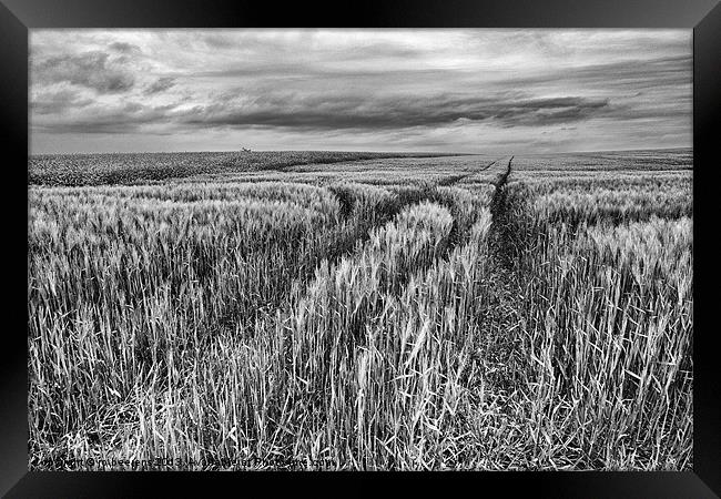 grain field tracks Framed Print by Jo Beerens