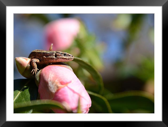 Common Lizard on a Camellia Framed Mounted Print by Gary Pearson