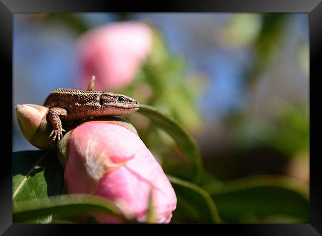 Common Lizard on a Camellia Framed Print by Gary Pearson