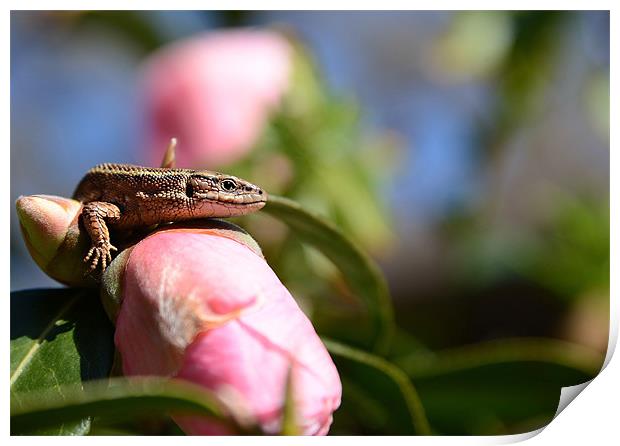 Common Lizard on a Camellia Print by Gary Pearson