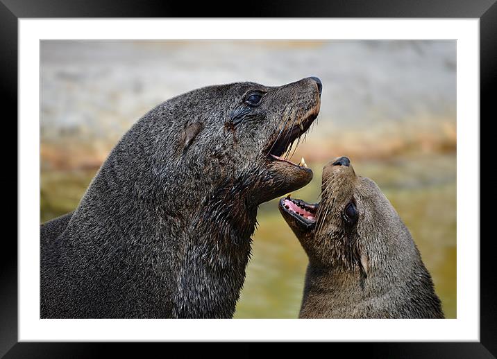 Flirting sea lions Framed Mounted Print by Gary Pearson