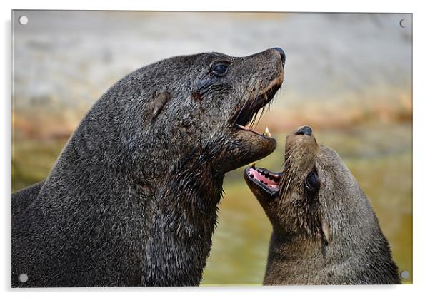 Flirting sea lions Acrylic by Gary Pearson