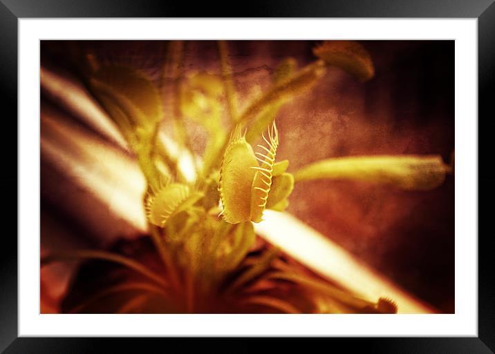 Venus flytrap Framed Mounted Print by Maria Tzamtzi Photography