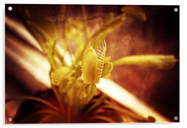 Venus flytrap Acrylic by Maria Tzamtzi Photography