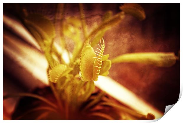 Venus flytrap Print by Maria Tzamtzi Photography