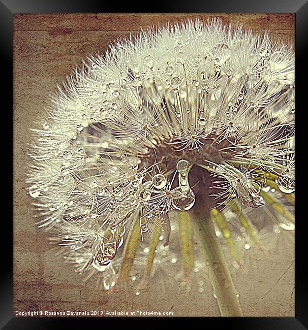 Glistening Dandelion. Framed Print by Rosanna Zavanaiu