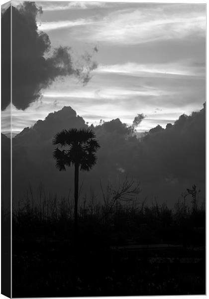 Lone Palm Canvas Print by Arfabita  