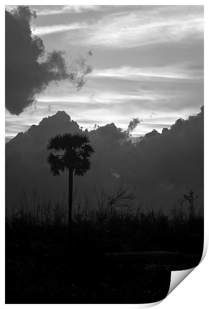 Lone Palm Print by Arfabita  