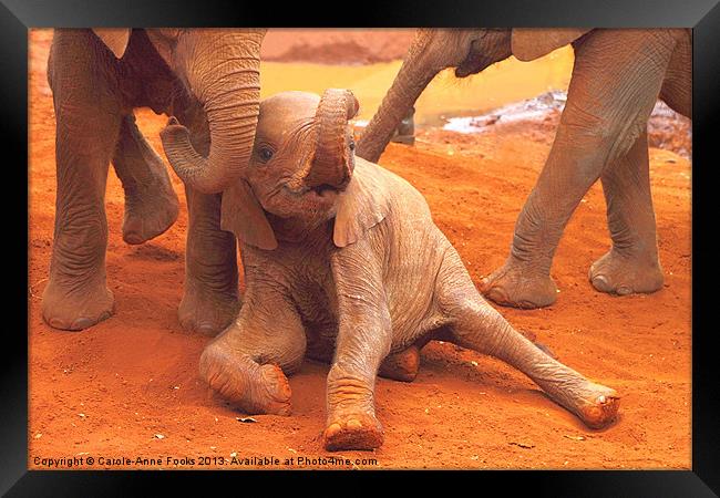 Baby Elephants PLaying Kenya Framed Print by Carole-Anne Fooks