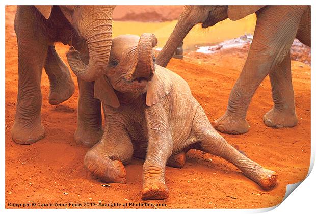 Baby Elephants PLaying Kenya Print by Carole-Anne Fooks