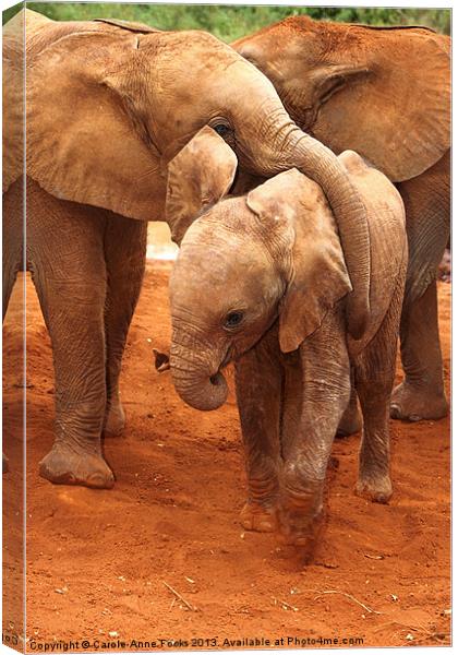 Baby Elephants PLaying Kenya Canvas Print by Carole-Anne Fooks