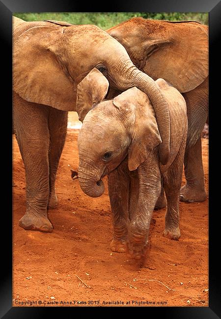 Baby Elephants PLaying Kenya Framed Print by Carole-Anne Fooks