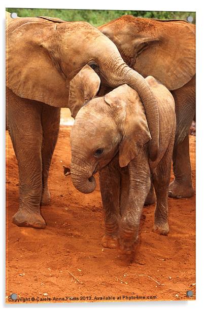Baby Elephants PLaying Kenya Acrylic by Carole-Anne Fooks