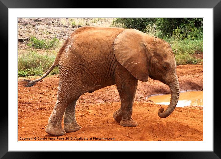 Baby Elephant Kenya Framed Mounted Print by Carole-Anne Fooks