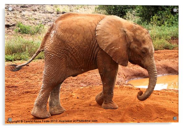 Baby Elephant Kenya Acrylic by Carole-Anne Fooks