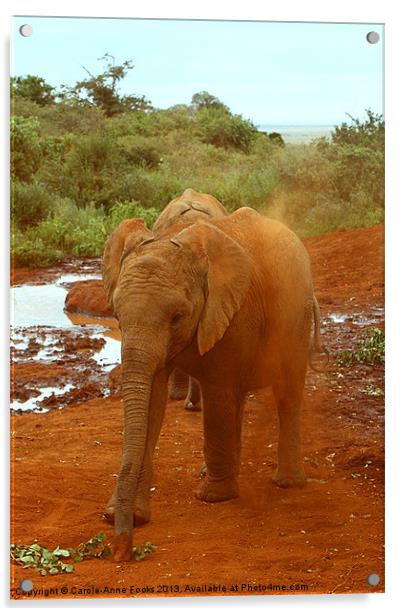 Baby Elephant Kicking Up Dust Acrylic by Carole-Anne Fooks