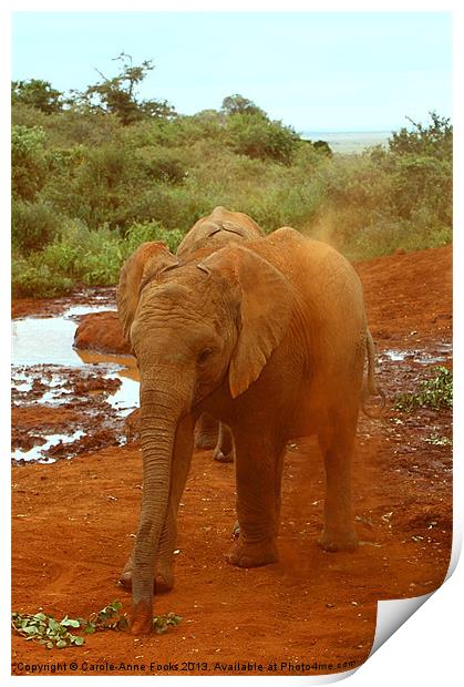 Baby Elephant Kicking Up Dust Print by Carole-Anne Fooks